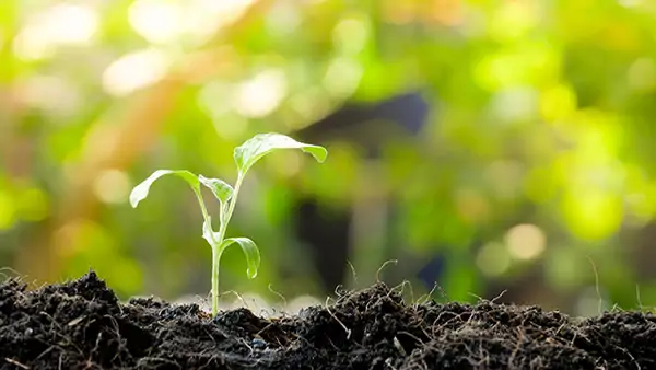 En ung planta i jord, från studiecirkel för odling